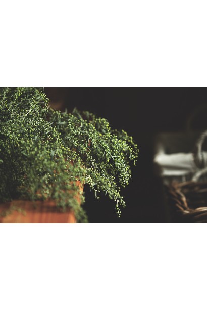 Саджанці Artemisia balchanorum зберігають аромат навіть після зрізання.