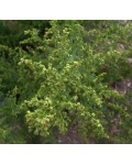Полин лимонний | Полынь лимонная | Artemisia balchanorum