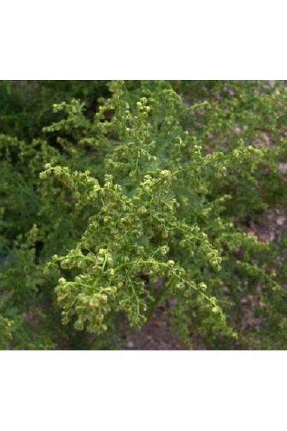 Полин лимонний у сучасному ландшафті: природність і стиль.