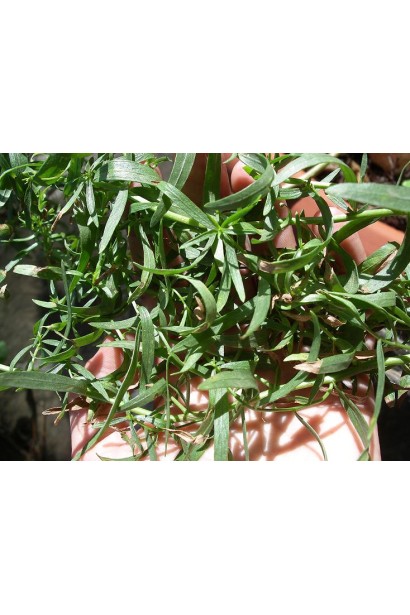 Листя полину лимонного має ніжний лимонний аромат.