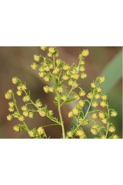 Дрібні квіти жовтого кольору полину лимонного