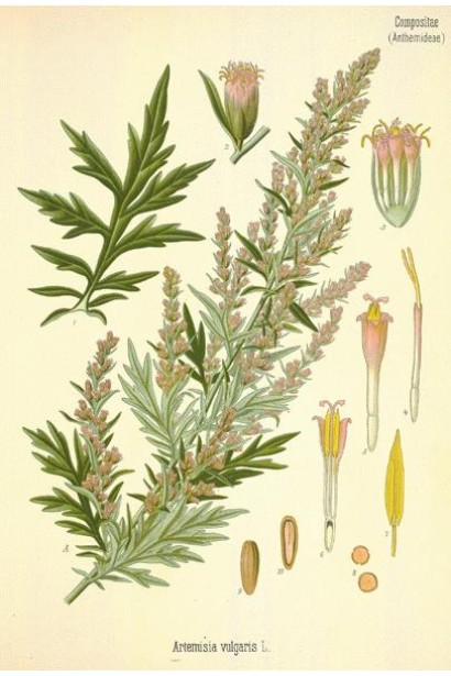 Artemisia balchanorum