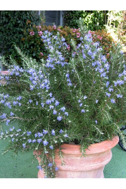 Розмарин в горшке – компактный куст