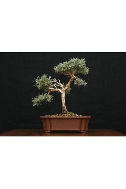 Бонсай из розмарина лекарственного