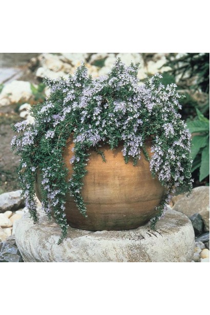 Розмарин лекарственный в кашпо