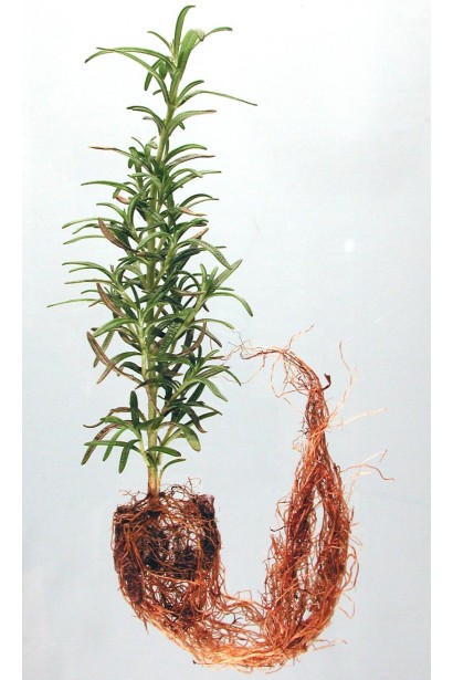 Rosmarinus officinalis 