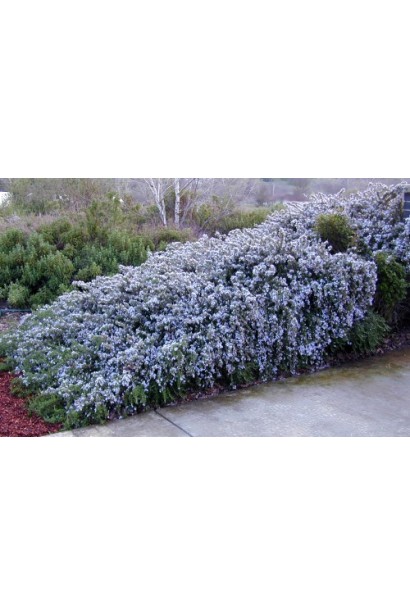 Живая изгородь из розмарина лекарственного