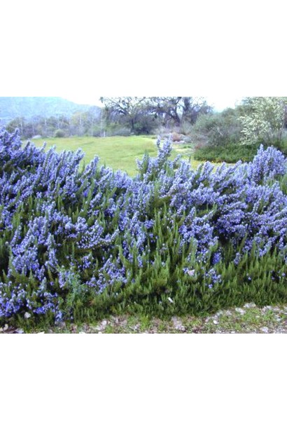 Rosmarinus officinalis – цветущий куст в саду