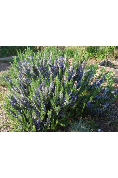 Розмарин лекарственный