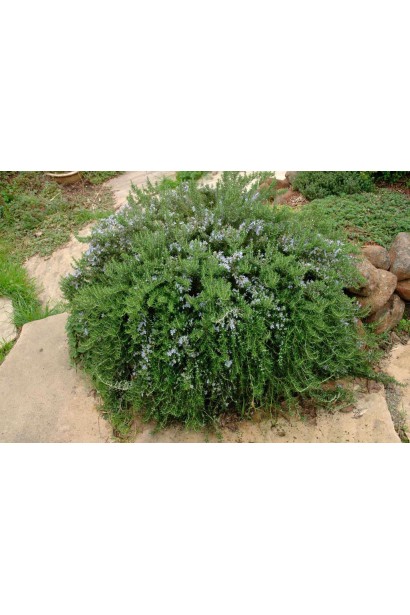 Розмарин лекарственный – вечнозеленый акцент сада