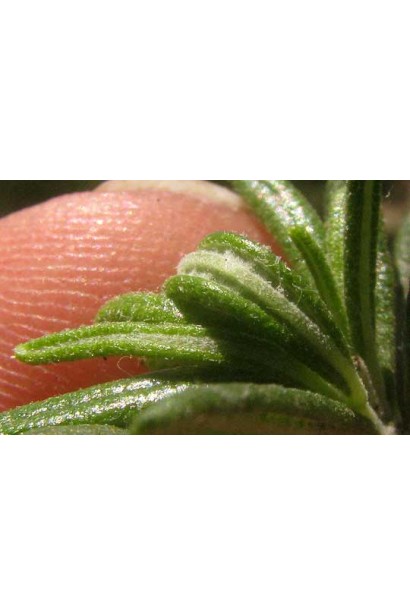 Розмарин лекарственный – куст с узкими листьями