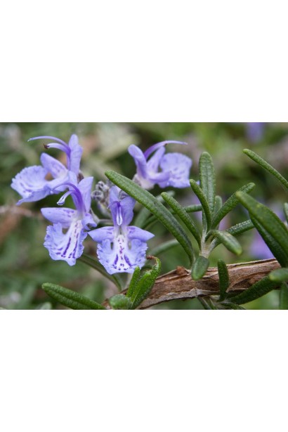 Ароматные побеги розмарина лекарственного