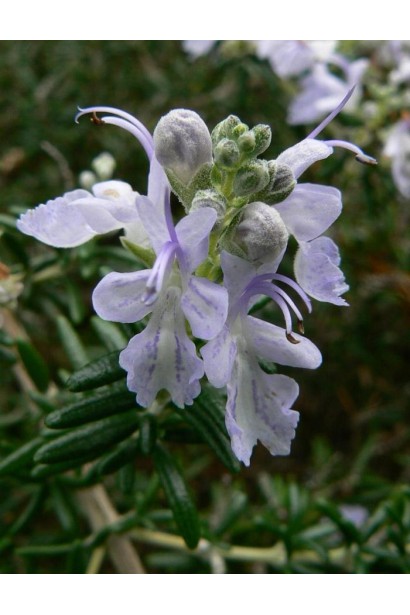 Цветы розмарина лекарственного