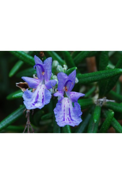 Цветы розмарина лекарственного – нежный голубой цвет.