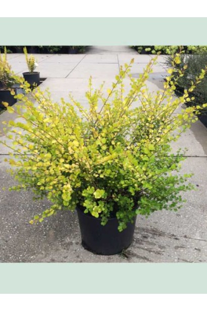 Береза карликовая Голден Треже в горшке 5 л