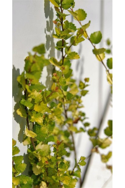 Береза карликовая Голден Трэже листва