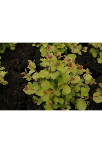 Береза Голден Треже в контейнере Р9