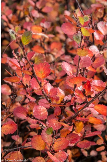 Листья березы Голден Трэже осенью