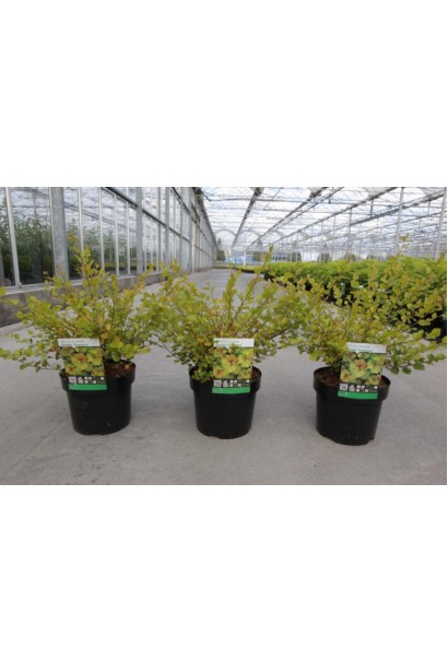 Береза карликовая Голден Треже в контейнерах