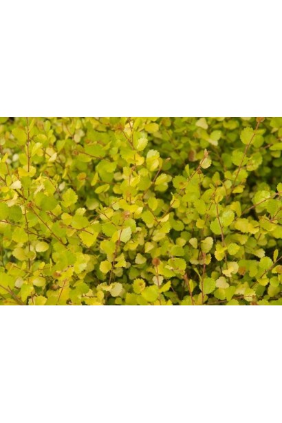 Береза карликовая Голден Треже ярко-желтые листья