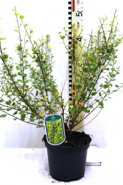 Береза Голден Трэже в горшке С5