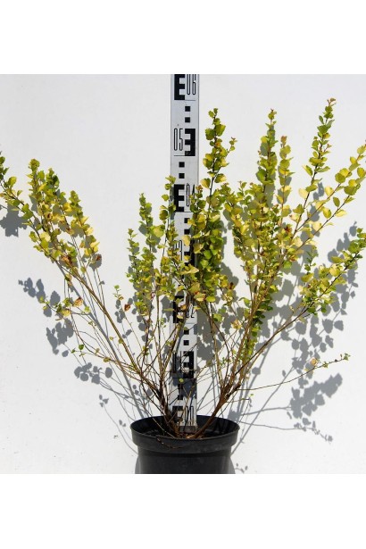 Береза Золотой Клад саженец 40-60 см