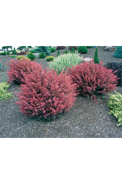 Барбарис Тунберга Инспирейшн посадка на клумбе