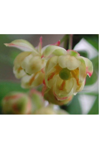 Барбарис Тунберга Инспирейшн цветок