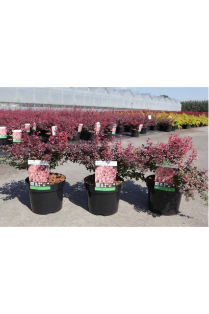 Барбарис Тунберга Инспирейшн саженцы в садовом центре