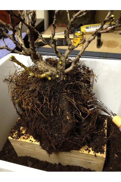 Барбарис Inspiration корневая система