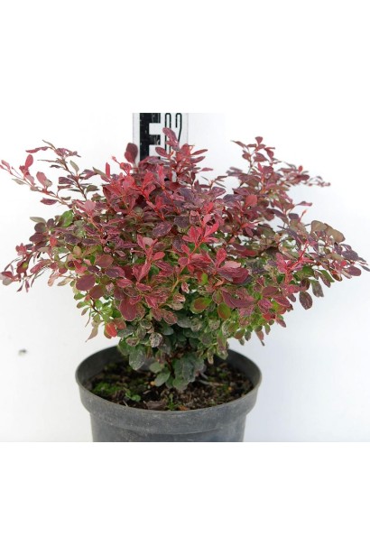 Berberis Тhunbergii Inspiration 
