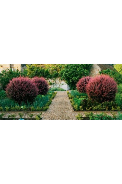 Барбарис Тунберга Инспирейшн®* | Барбарис Тунберга Інспірейшн®* | Berberis Тhunbergii Inspiration®*