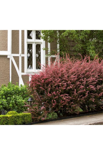 Барбарис Тунберга Инспирейшн в ландшафте