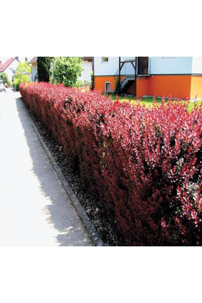 Барбарис Тунберга Инспирейшн живая изгородь