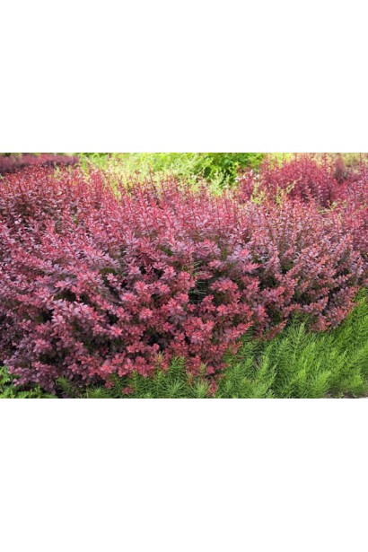 Барбарис Тунберга Инспирейшн бордовый