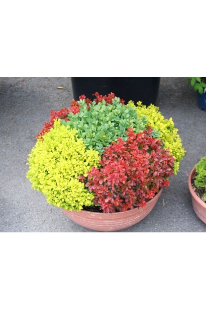 Барбарис Инспирейшн микс барбарисов