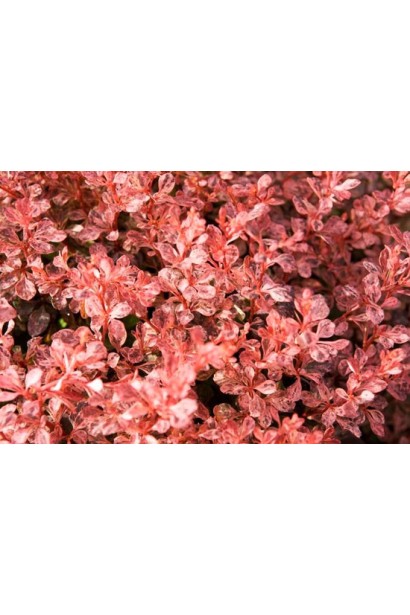 Барбарис Тунберга Инспирейшн ландшафтный дизайн