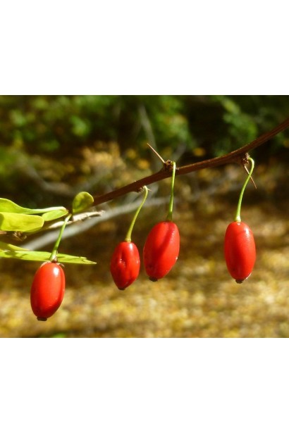 Барбарис Тунберга Инспирейшн ягоды