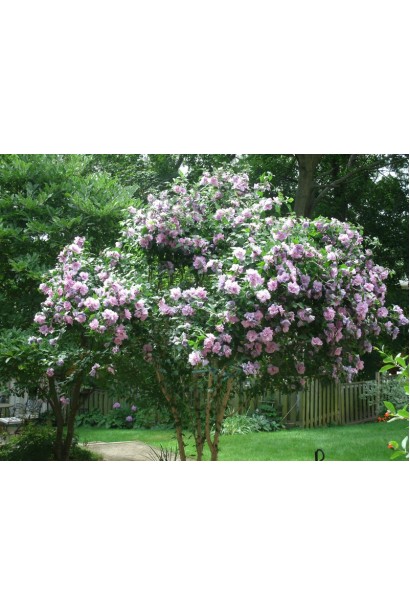 Гибискус Пинк Шифон в саду