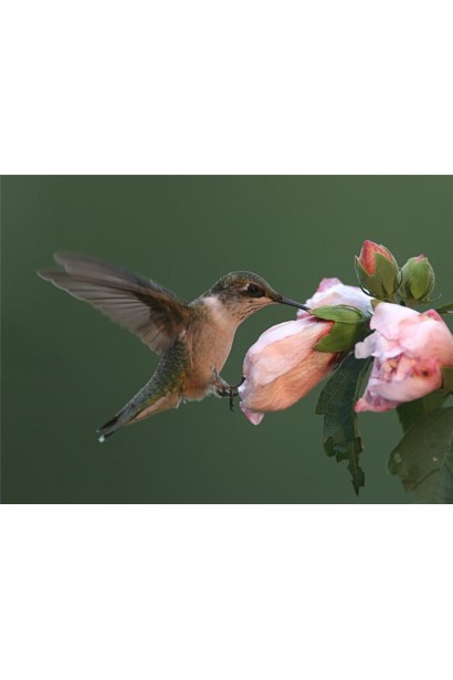 Гибискус садовый Пинк Шифон бутоны