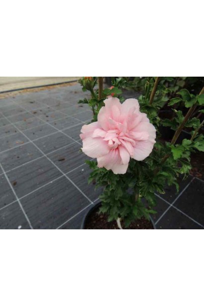 Гибискус Пинк Шифон махровый розовый цветок