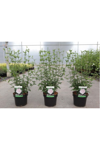 Гибискус Пинк Шифон саженцы в контейнере