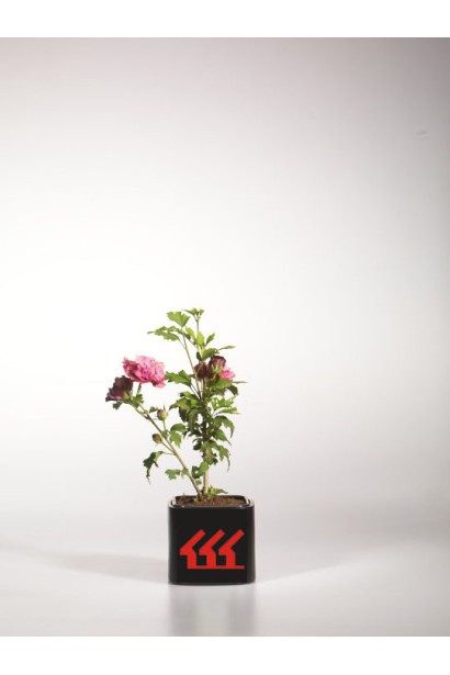 Гибискус Пинк Шифон саженец Р9