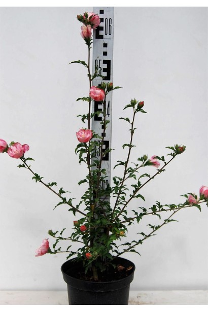 Гибискус Пинк Шифон саженец 40-50 см