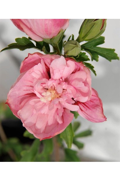 Гибискус розовый