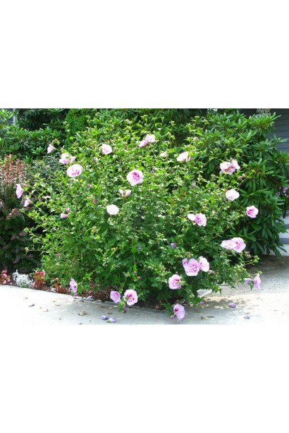 Гибискус сирийский Пинк Шифон