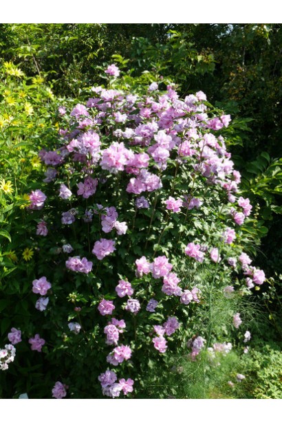 Гибискус Pink Chiffon в ландшафте