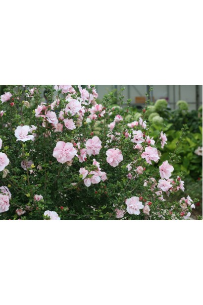 Гибискус Pink Chiffon