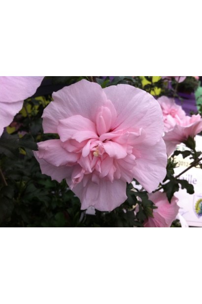 Гибискус махровый Розовый Шифон