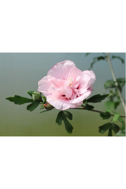 Гибискус розовый